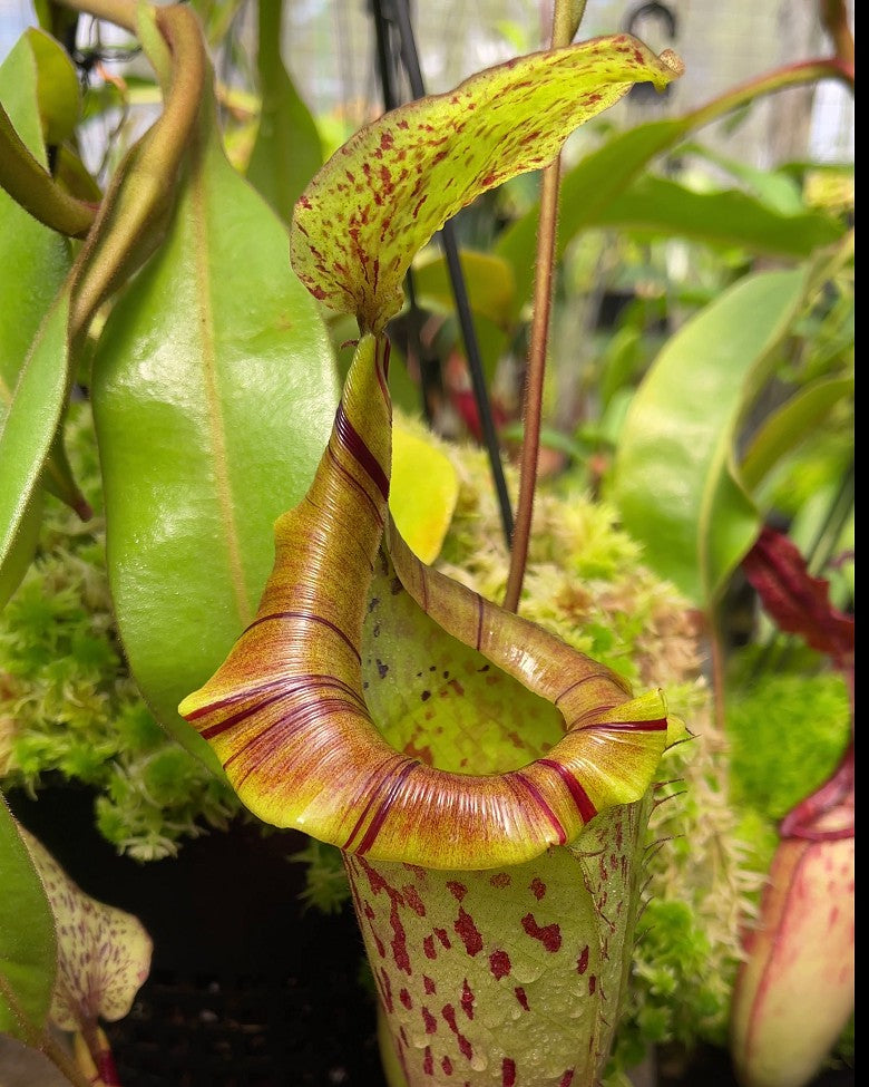 A potted Nepenthes plant with green leaves and pitcher traps, showing signs of red spotting.