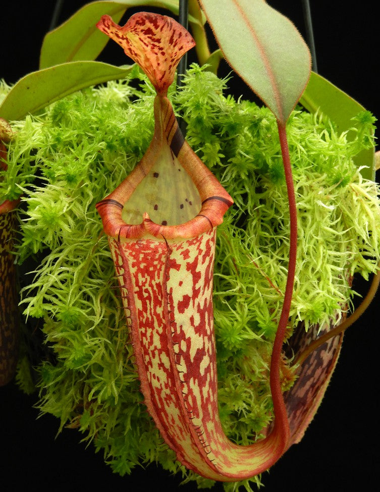A red and green Nepenthes pitcher hangs on a black background 