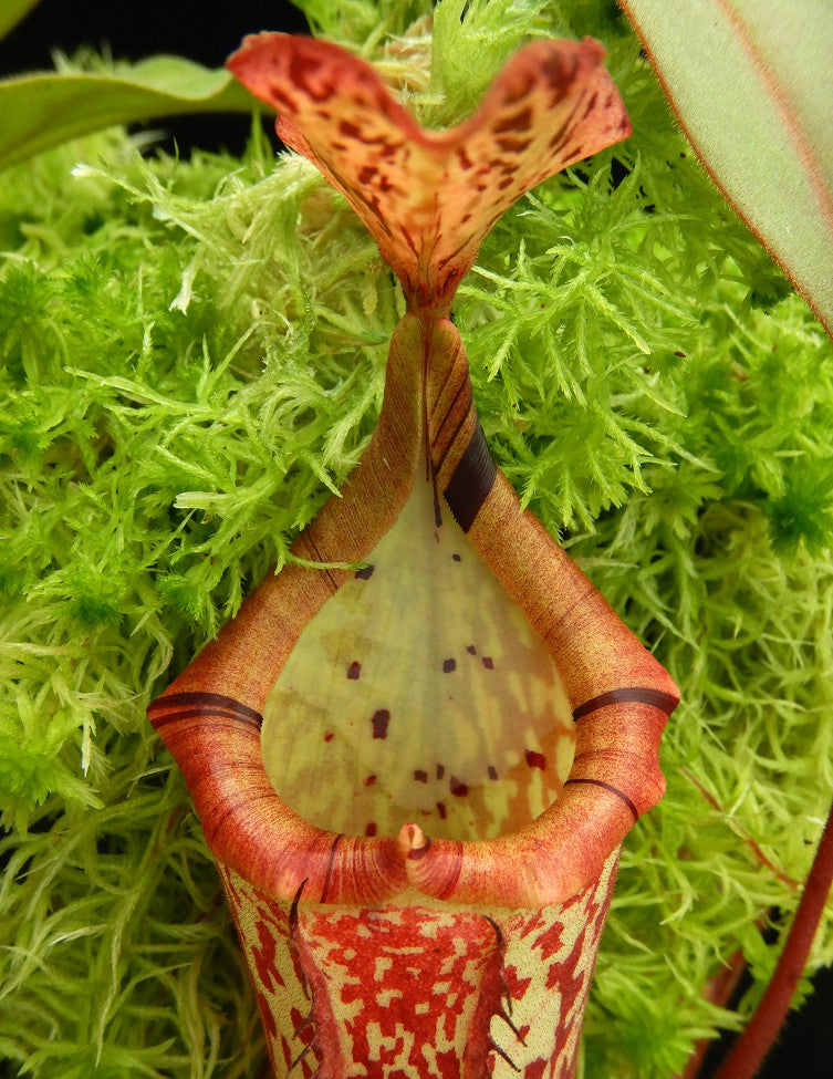 A close up of a Nepenthes peristome 