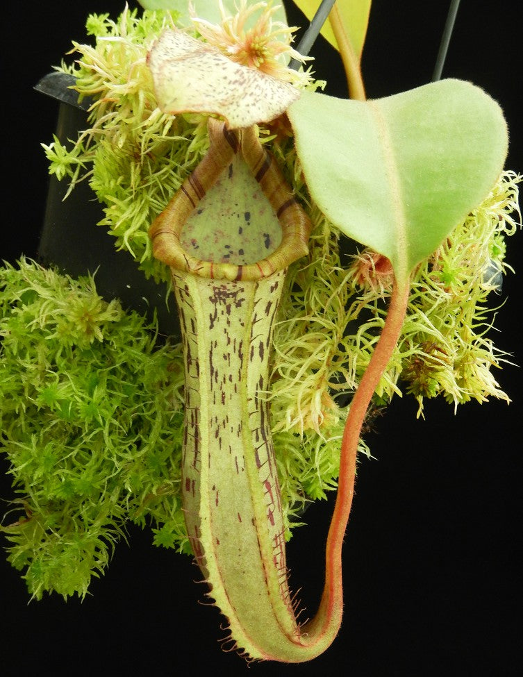 A green and red Nepenthes pitcher hangs on a black background 