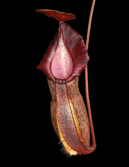 A red Nepenthes pitcher hangs on a black background 