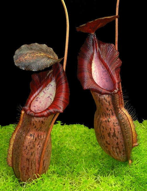 Two Nepenthes pitchers sit on moss with a black background