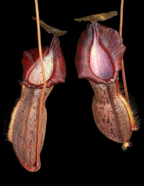 Two pitcher plants with red and green pitchers hanging from slender stems against a black background.