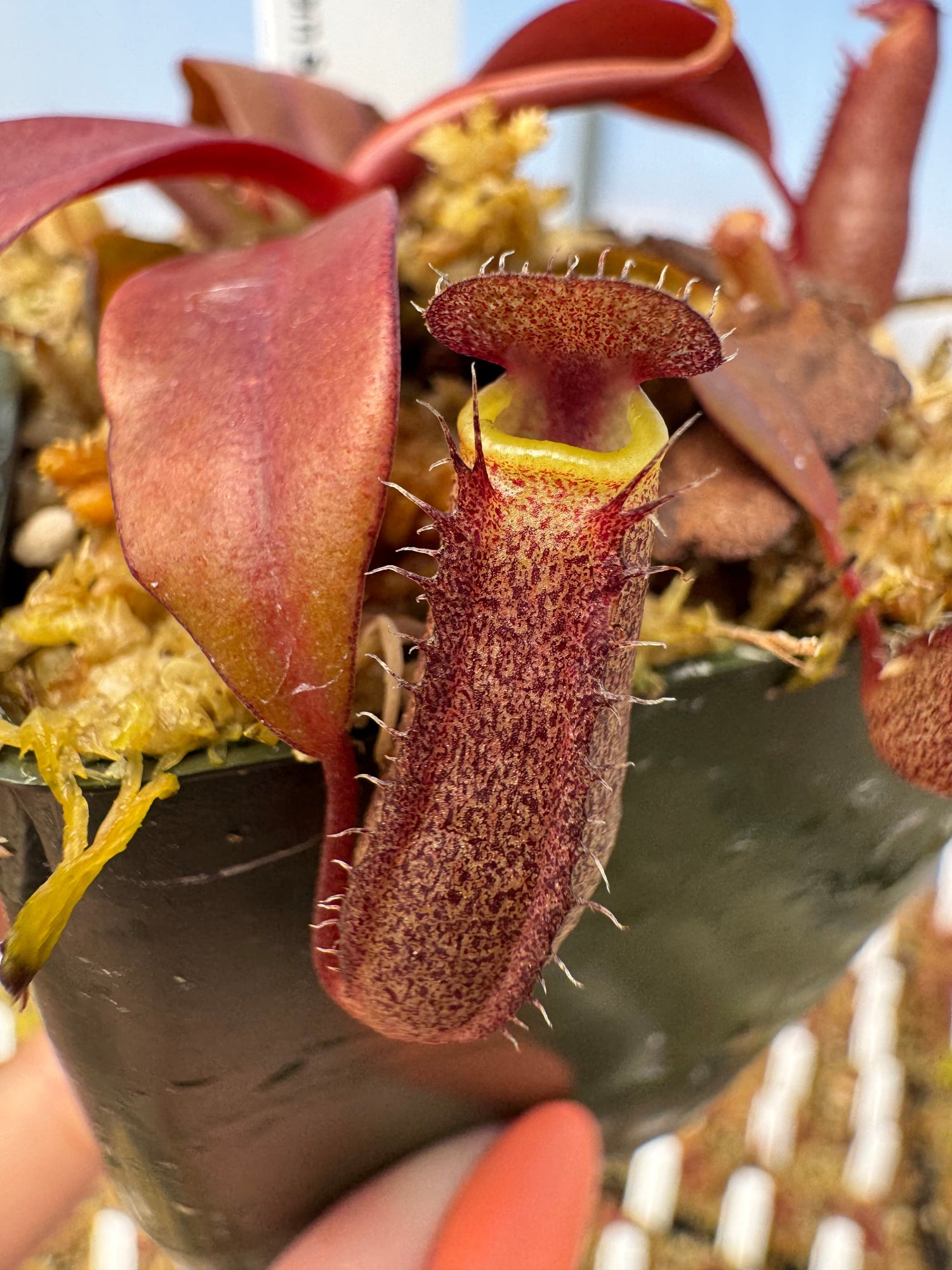 Nepenthes Rebecca Soper Pitcher Plant