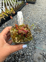 Nepenthes Rebecca Soper Pitcher Plant