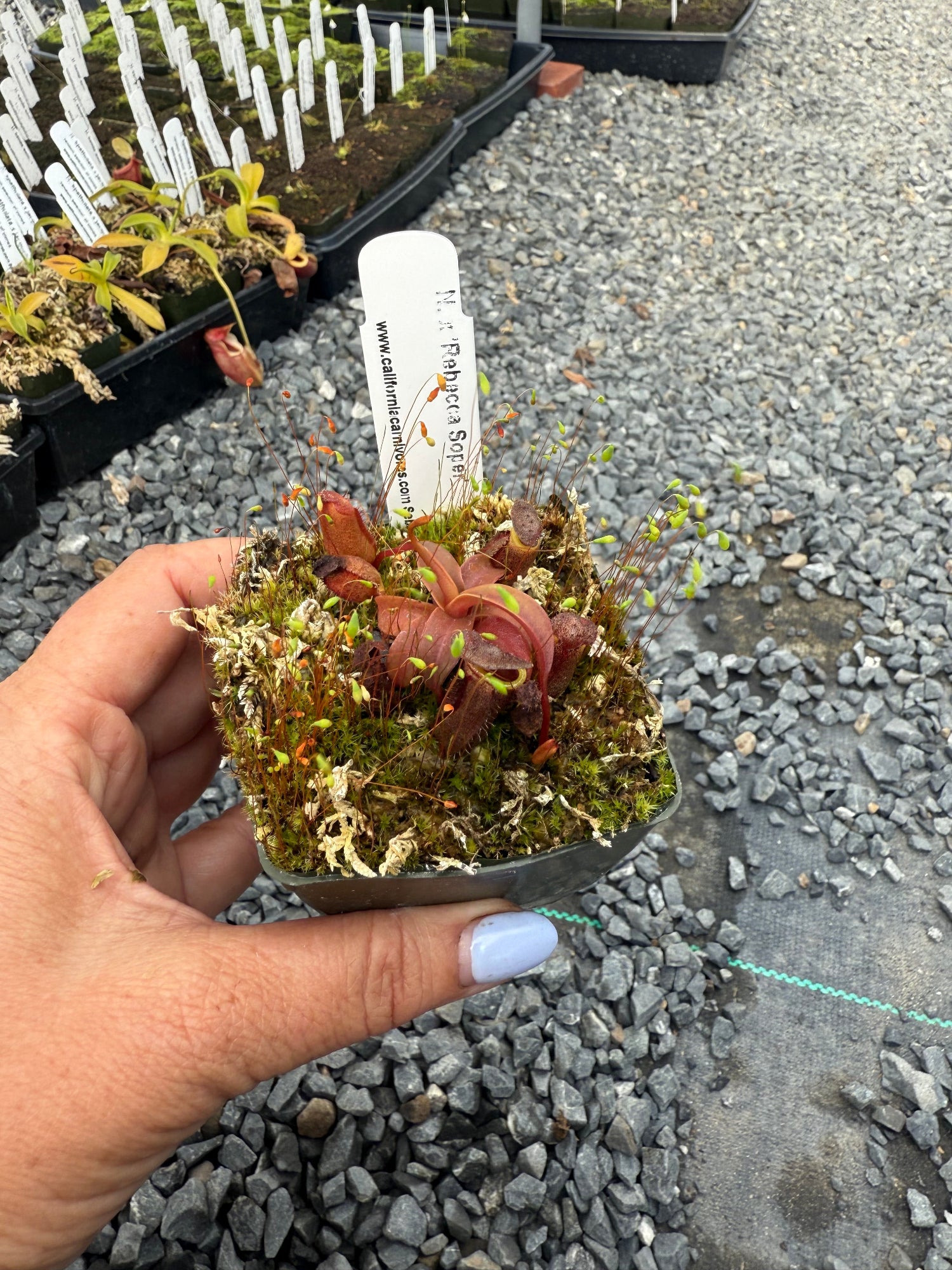 Nepenthes Rebecca Soper Pitcher Plant