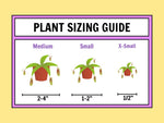 Plant sizing guide with illustrations of plants labeled 'Medium', 'Small', and 'X-Small' on a yellow background.
