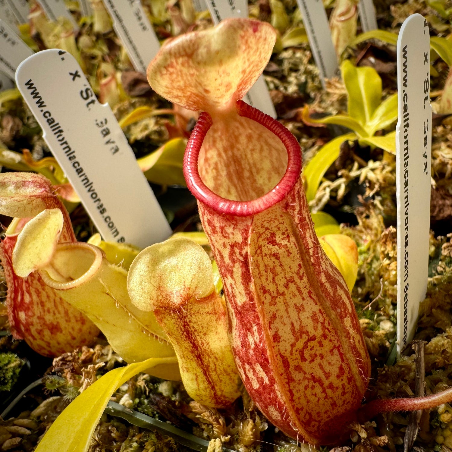 Nepenthes St Gaya Pitcher Plant