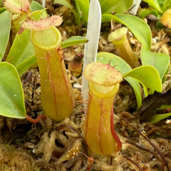 Nepenthes alata