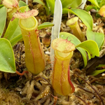 Nepenthes alata