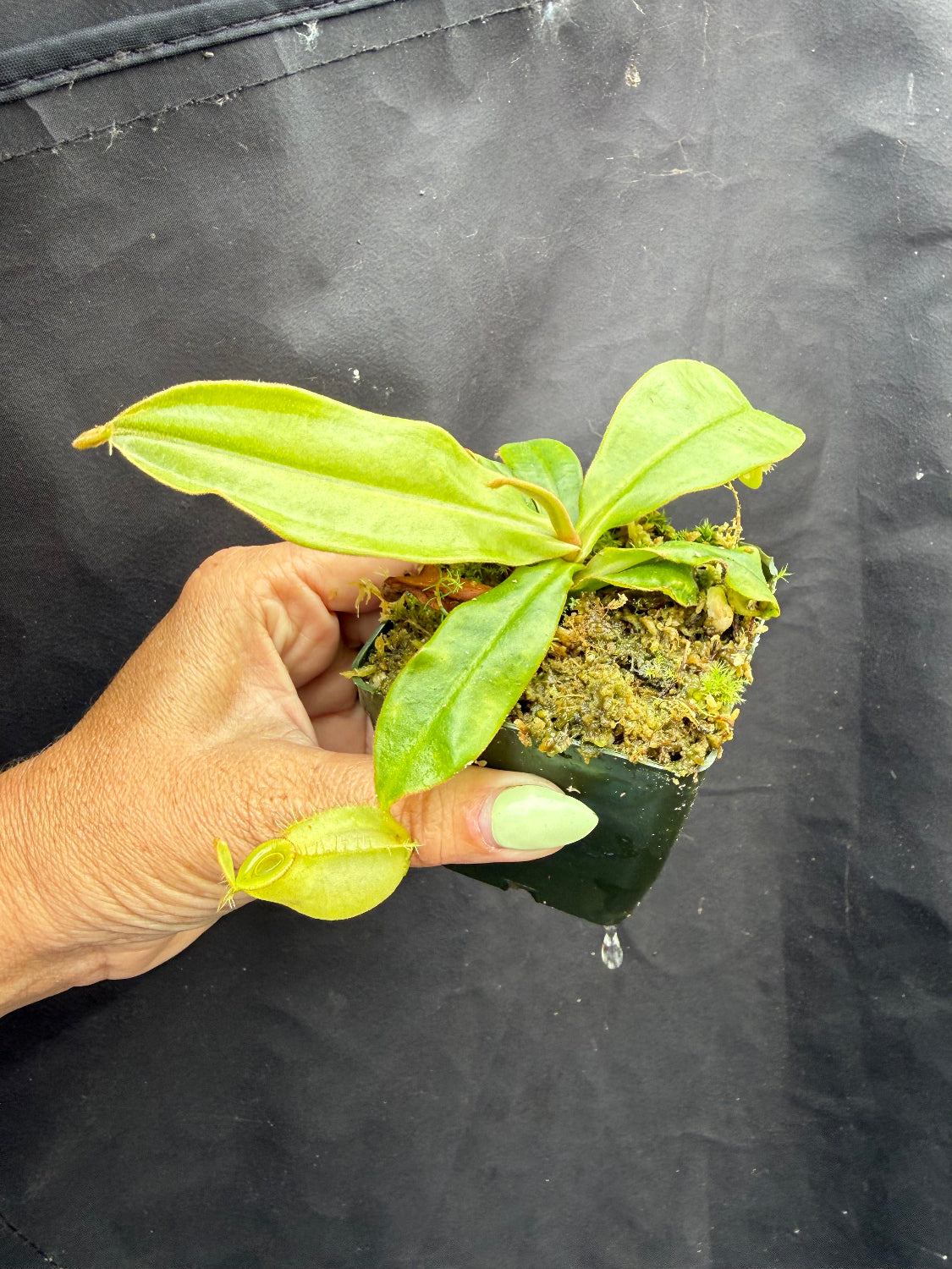 A hand holding a small green pitcher plant in a dark plastic grow bag against a black backdrop.
