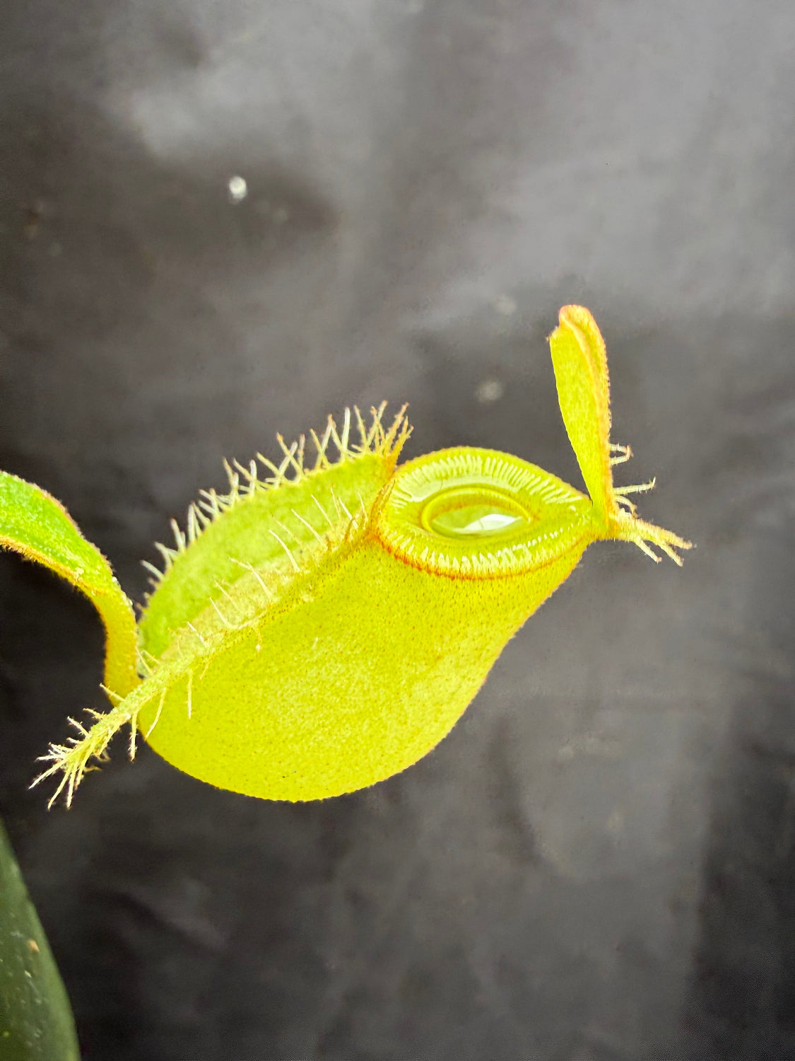 A close-up of a bright yellow-green Venus flytrap trap with fuzzy tentacles and a visible water droplet, set against a dark gray background.
