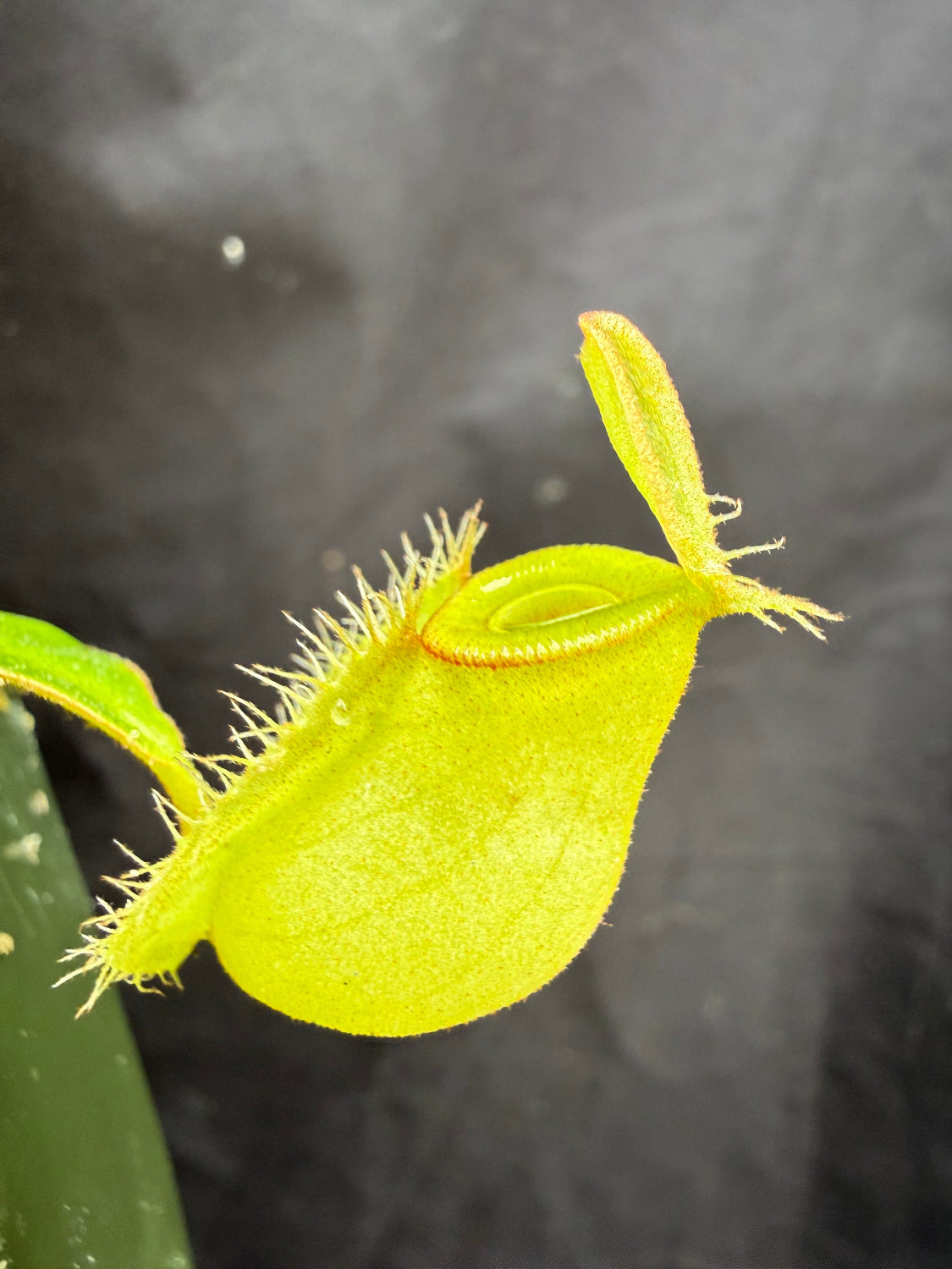 A close-up of a bright yellow-green pitcher plant trap lobe with fuzzy edges and a small opening, photographed against a dark gray background.