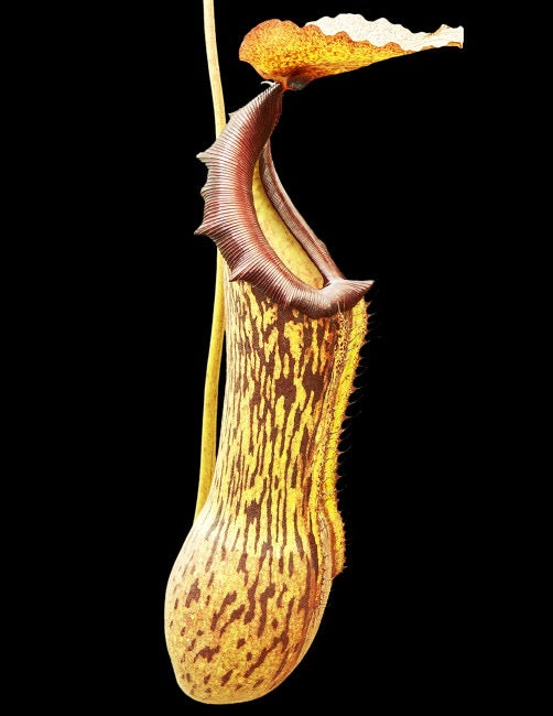 A Nepenthes pitcher hangs on a black background