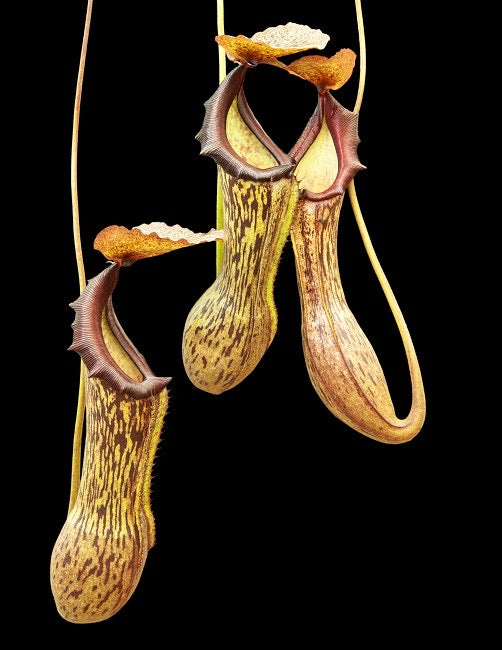 A potted Nepenthes boschiana plant with long, tapered pitcher leaves displaying flaring, ruffled peristomes.