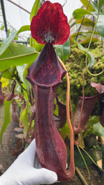 Nepenthes boschiana x lowii BE-4067