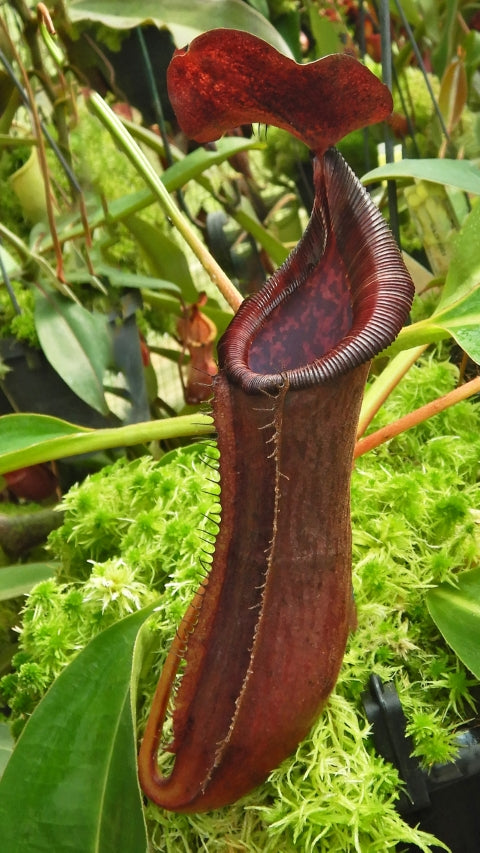 Nepenthes boschiana x lowii BE-4067