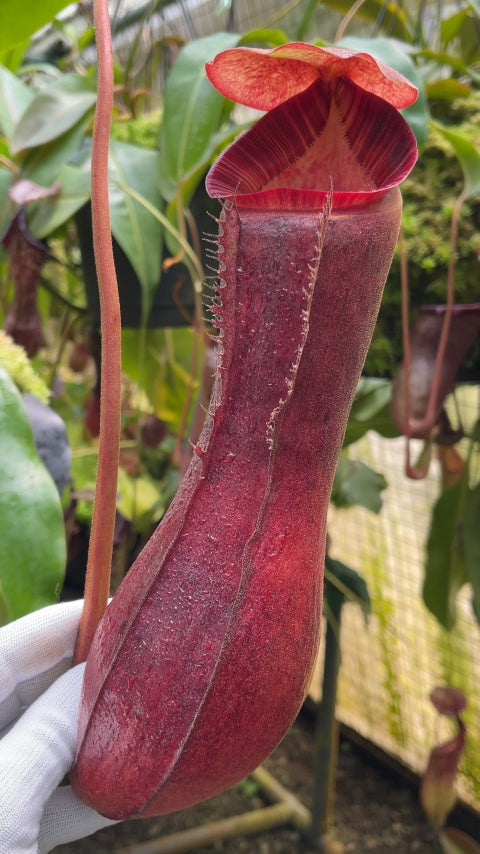Nepenthes boschiana x lowii BE-4067