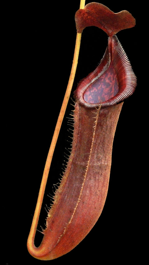 Nepenthes boschiana x lowii BE-4067
