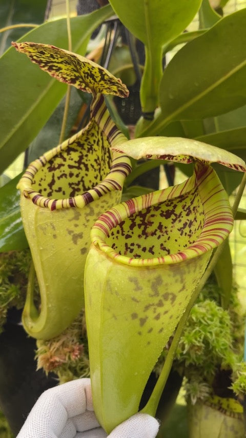 Nepenthes burbidgeae x campanulata be-3564