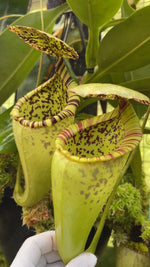 Nepenthes burbidgeae x campanulata be-3564