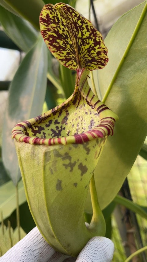 Nepenthes burbidgeae x campanulata be-3564