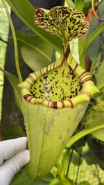Nepenthes burbidgeae x campanulata be-3564