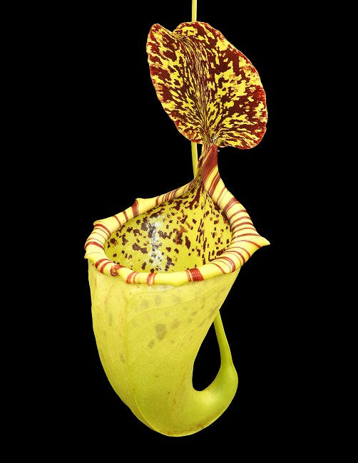 Nepenthes burbidgeae x campanulata be-3564