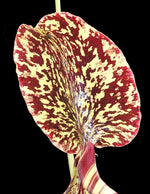 Nepenthes burbidgeae x campanulata be-3564