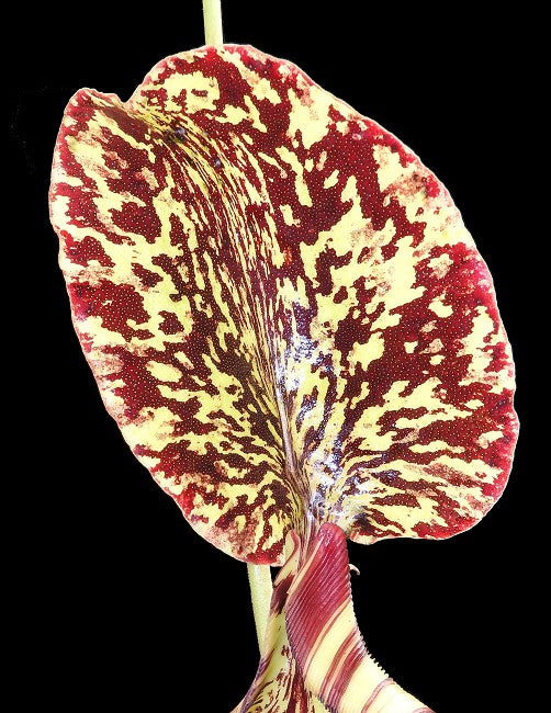 Nepenthes burbidgeae x campanulata be-3564