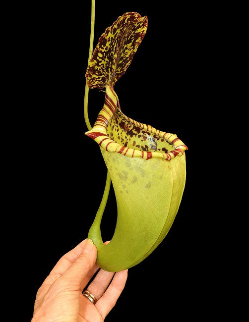Nepenthes burbidgeae x campanulata be-3564