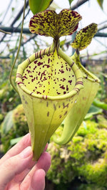 Nepenthes burbidgeae x campanulata be-3564