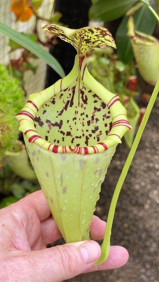 Nepenthes burbidgeae x campanulata be-3564