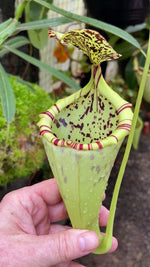Nepenthes burbidgeae x campanulata be-3564
