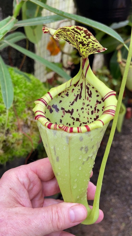 Nepenthes burbidgeae x campanulata be-3564