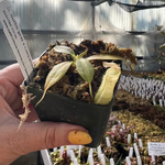 Nepenthes burbidgeae x campanulata be-3564
