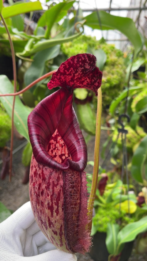 Nepenthes burbidgeae x ( maxima x talangensis ) Potted