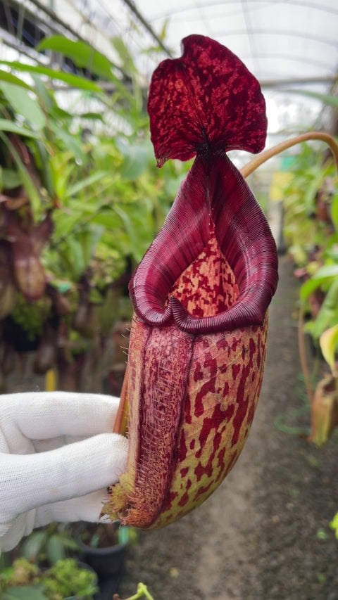 Nepenthes burbidgeae x ( maxima x talangensis ) Potted