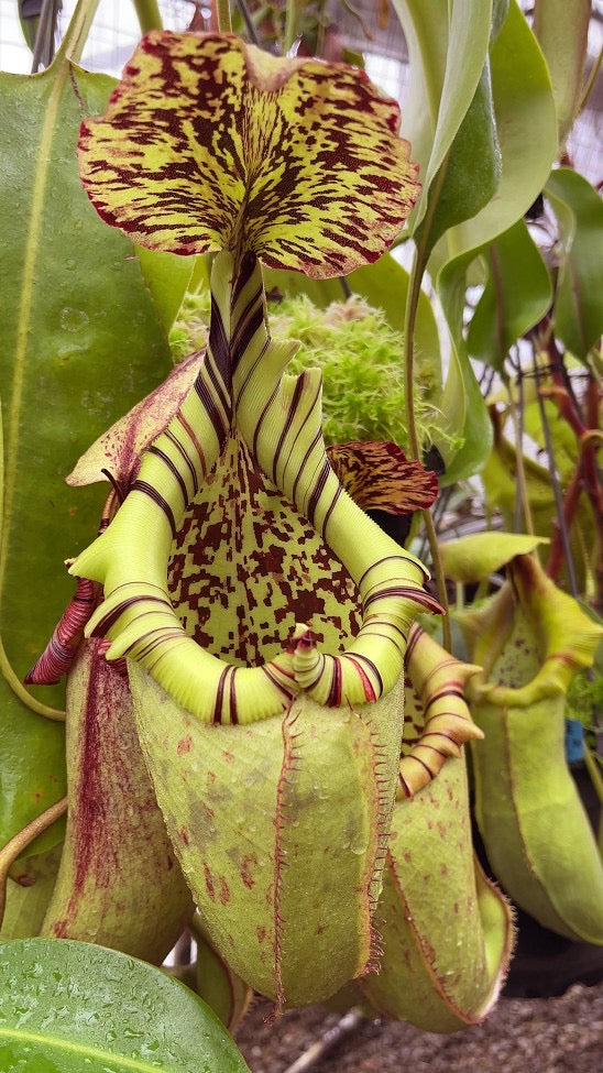 A cluster of green and red Nepenthes pitchers in a greenhouse 