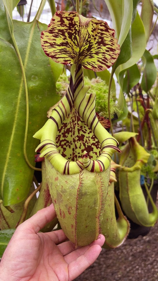 A hand holds a large green and red Nepenthes pitcher