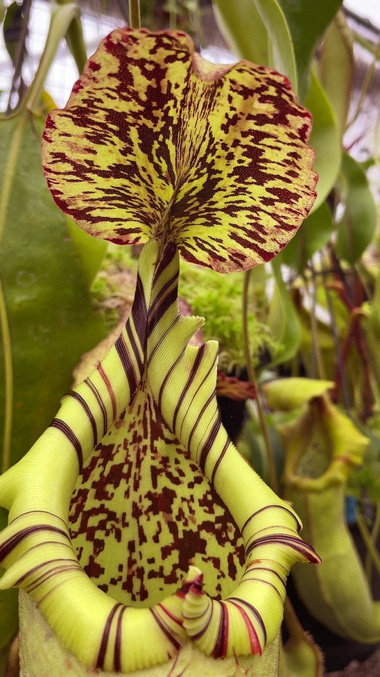 A close up of a green and red Nepenthes peristome