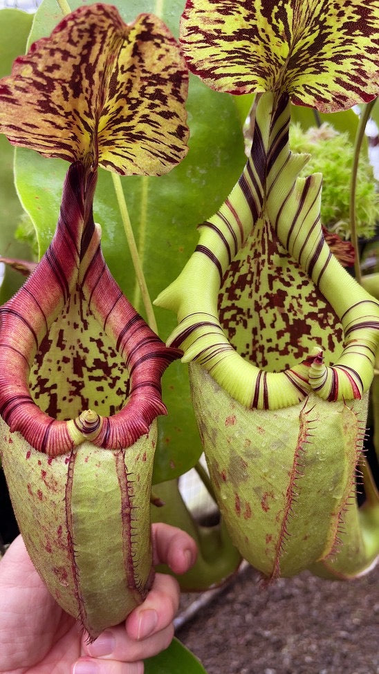 A hand holds one Nepenthes pitcher next to another pitcher 