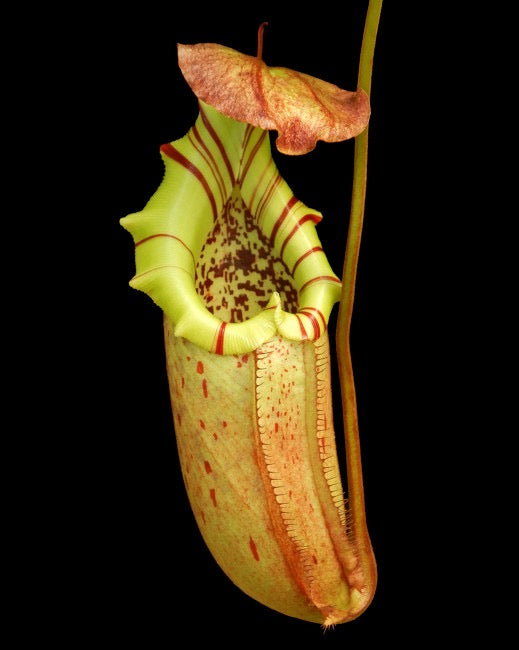 Nepenthes burbidgeae x robcantleyi BE-4038