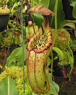 Nepenthes burbidgeae x robcantleyi BE-4038