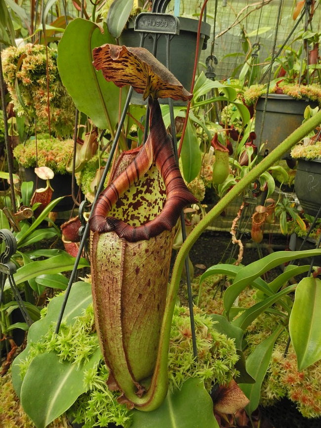 Nepenthes burbidgeae x robcantleyi BE-4038