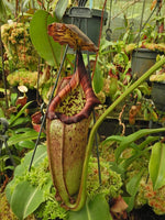 Nepenthes burbidgeae x robcantleyi BE-4038