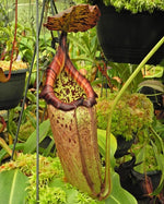 Nepenthes burbidgeae x robcantleyi BE-4038
