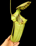 Nepenthes burbidgeae x robcantleyi BE-4038