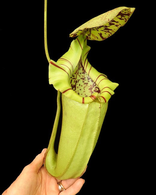 Nepenthes burbidgeae x robcantleyi BE-4038