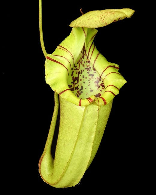 Nepenthes burbidgeae x robcantleyi BE-4038